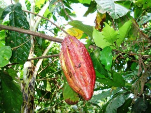 Hay cultivos de cacao y café.