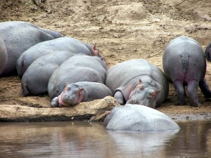 Hipopótamos en el Lago Gueré.